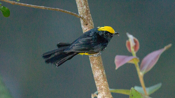 Sultan Tit (Melanochlora sultanea)