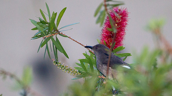 Long-tailed Sibia (Heterophasia picaoides)