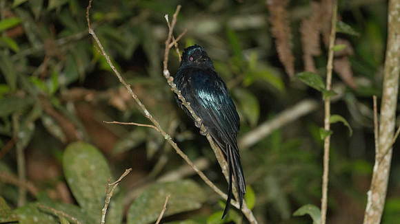 Bronzed Drongo (Dicrurus aeneus)