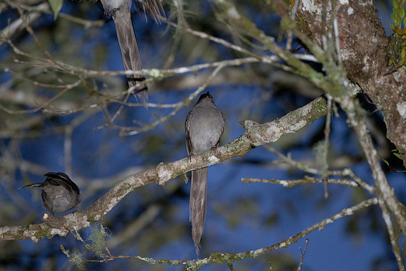 Long-tailed Sibia (Heterophasia picaoides)