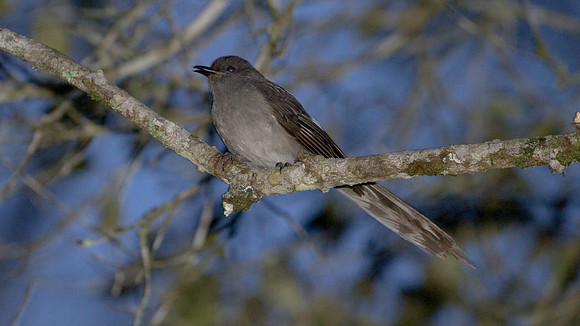 Long-tailed Sibia (Heterophasia picaoides)