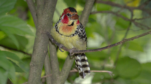 Red-and-Yellow Barbet (Trachyphonus erythrocephalus) captive
