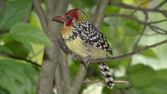 Red-and-Yellow Barbet (Trachyphonus erythrocephalus) captive