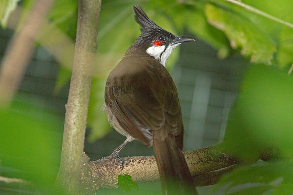 Red-whiskered Bulbul (Pycnontus jocosus), captive