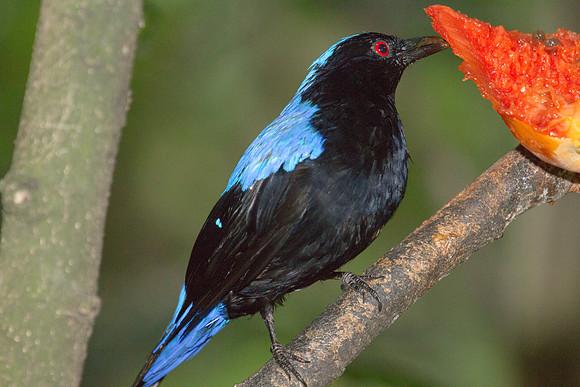 Asian Fairy-bluebird (Irena puella) male, captive