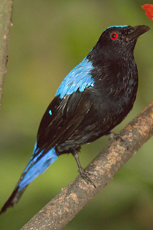 Asian Fairy-bluebird (Irena puella) male, captive