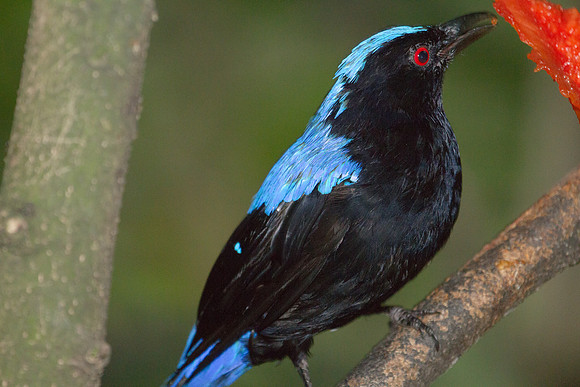 Asian Fairy-bluebird (Irena puella) male, captive