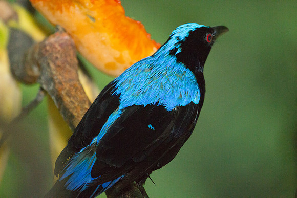 Asian Fairy-bluebird (Irena puella) male, captive