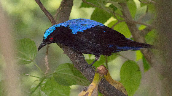 Asian Fairy-bluebird (Irena puella) male, captive