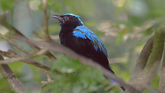 Asian Fairy-bluebird (Irena puella) male, captive