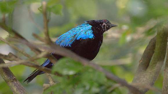 Asian Fairy-bluebird (Irena puella) male, captive