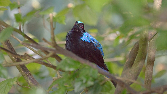 Asian Fairy-bluebird (Irena puella) male, captive