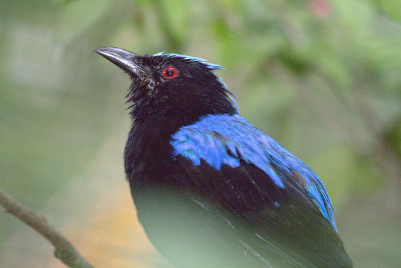 Asian Fairy-bluebird (Irena puella) male, captive