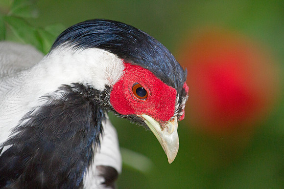 Silver Pheasant (Lophura nycthemera), captive
