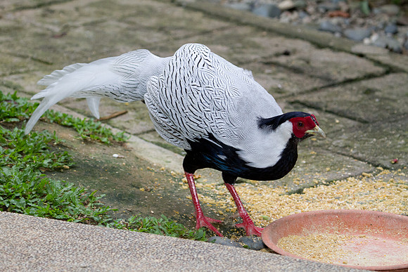 Silver Pheasant (Lophura nycthemera), captive