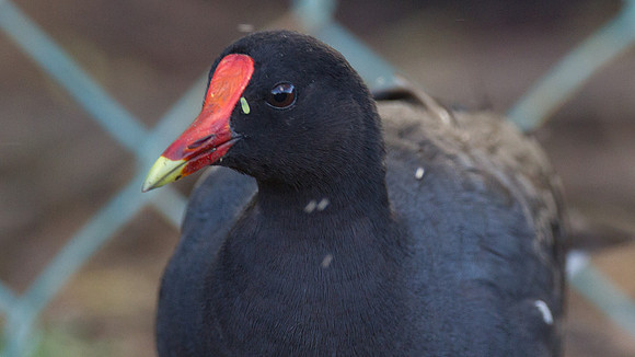 Common Gallinule (Gallinula galeata)
