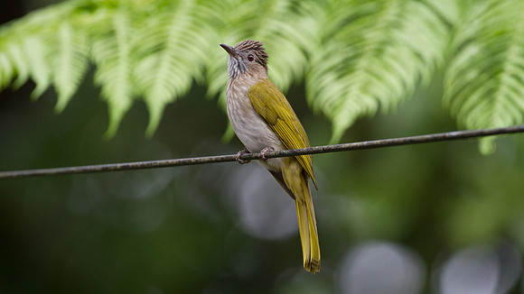 Mountain Bulbul (Ixos mcclellandii)