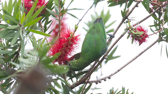 Greater Green Leafbird (Chloropsis sonnerati) female