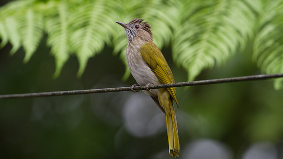Mountain Bulbul (Ixos mcclellandii)