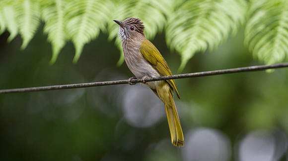 Mountain Bulbul (Ixos mcclellandii)