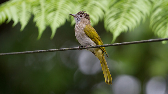 Mountain Bulbul (Ixos mcclellandii)