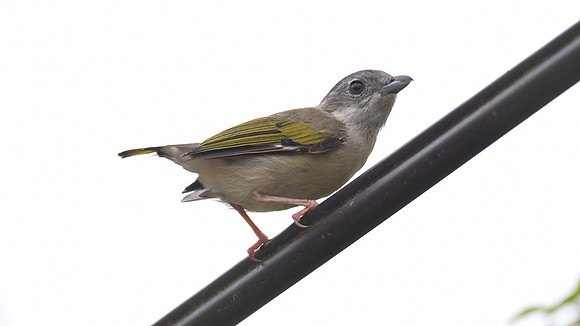 White-browed Shrike-babbler (Pteruthius flaviscapis)