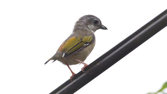White-browed Shrike-babbler (Pteruthius flaviscapis) captive