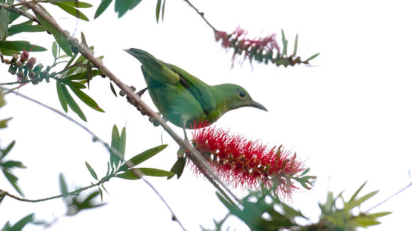 Greater Green Leafbird (Chloropsis sonnerati) female