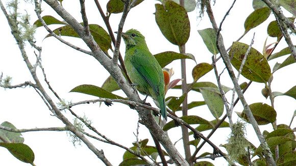 Greater Green Leafbird (Chloropsis sonnerati) female