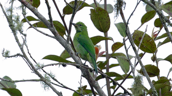 Greater Green Leafbird (Chloropsis sonnerati) female