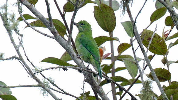 Greater Green Leafbird (Chloropsis sonnerati) female