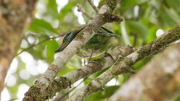 Black-browed Barbet  (Megalaima oorti)