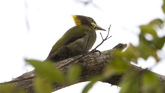 Greater Yellownape (Picus flavinucha)