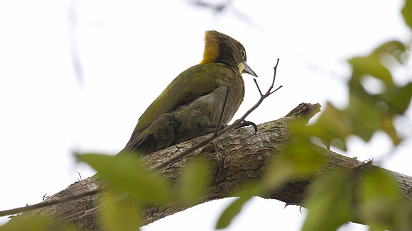 Greater Yellownape (Picus flavinucha)