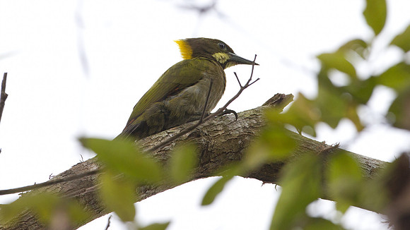 Greater Yellownape (Picus flavinucha)