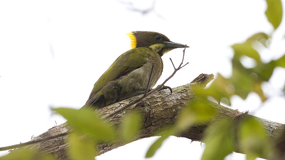 Greater Yellownape (Picus flavinucha)