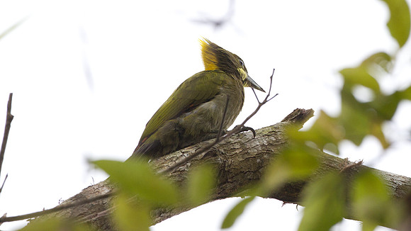 Greater Yellownape (Picus flavinucha)