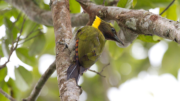 Greater Yellownape (Picus flavinucha)