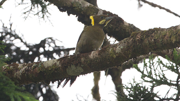 Greater Yellownape (Picus flavinucha)