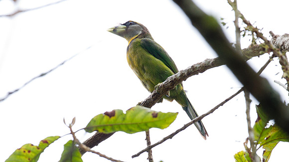 Fire-tufted Barbet (Psilopogon pyrolophus)