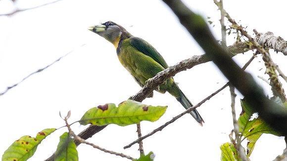 Fire-tufted Barbet (Psilopogon pyrolophus