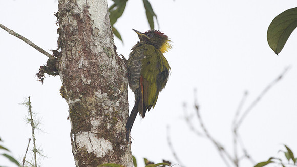 Lesser Yellownape (Picus chlorophaeus)