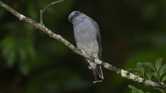 Javan Cuckooshrike (Coracina javensis)