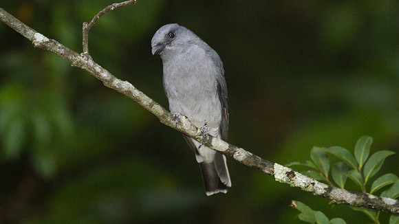 Javan Cuckooshrike (Coracina javensis)