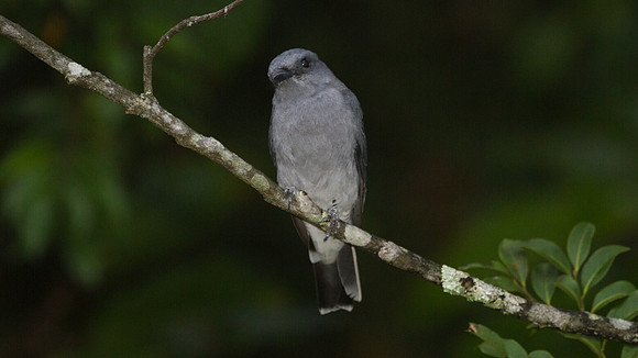 Javan Cuckooshrike (Coracina javensis)