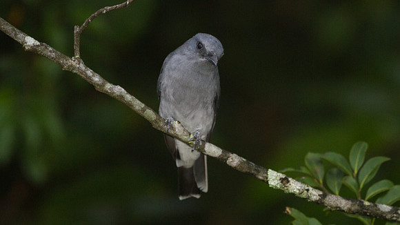 Javan Cuckooshrike (Coracina javensis)