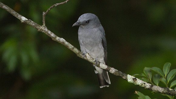 Javan Cuckooshrike (Coracina javensis)