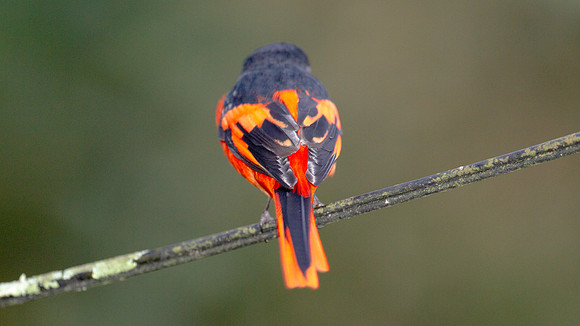 Scarlet Minivet (Pericrocotus flammeus) male