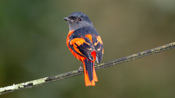 Scarlet Minivet (Pericrocotus flammeus) male