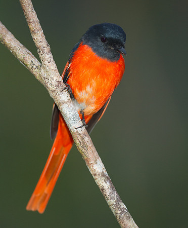 Scarlet Minivet (Pericrocotus flammeus) male